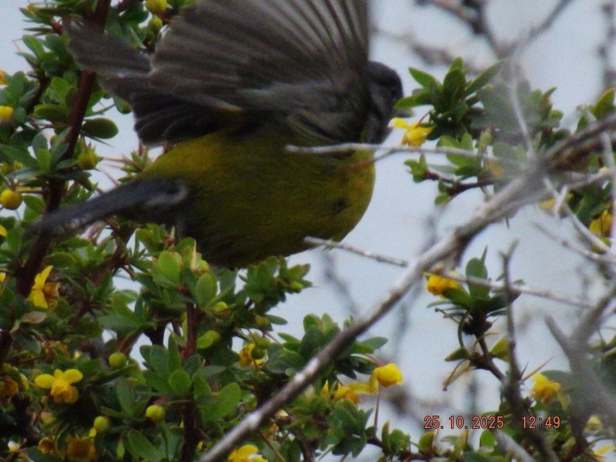 Patagonian Sierra Finch - ML644090643