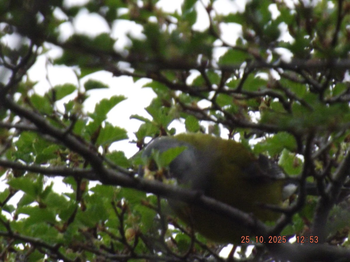 Patagonian Sierra Finch - ML644090644