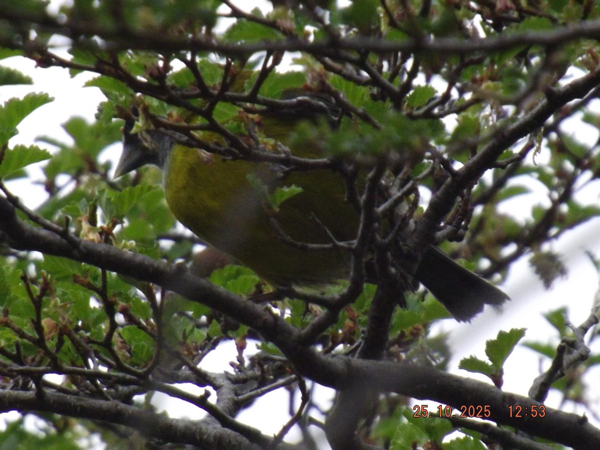 Patagonian Sierra Finch - ML644090645