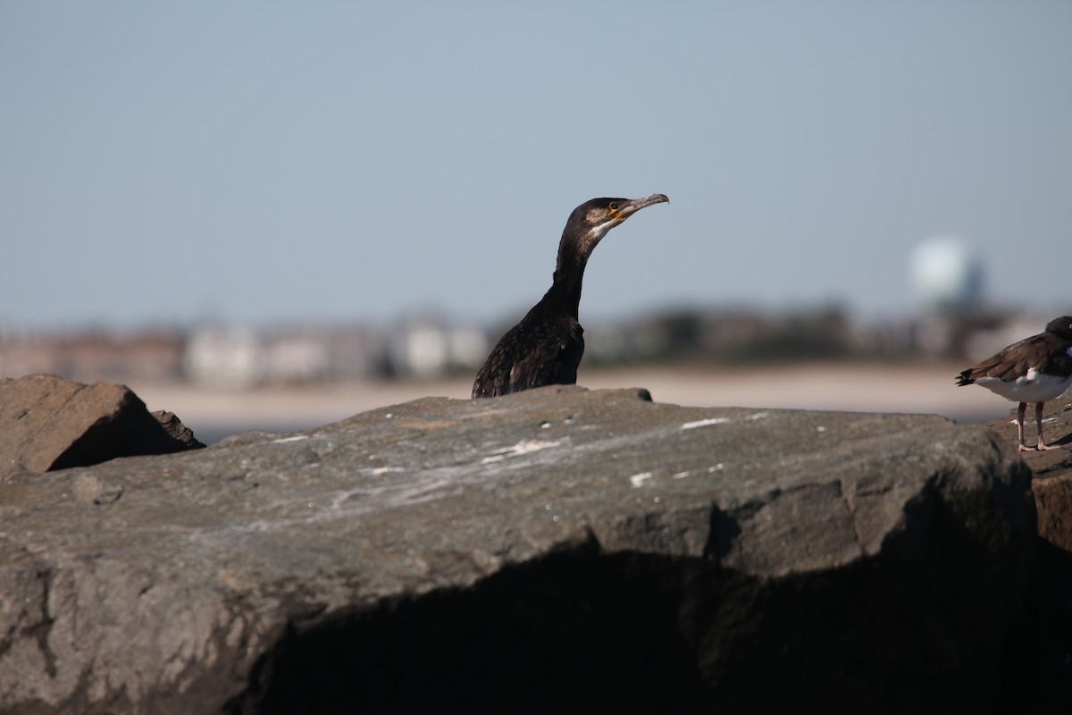 Great Cormorant - ML644090651