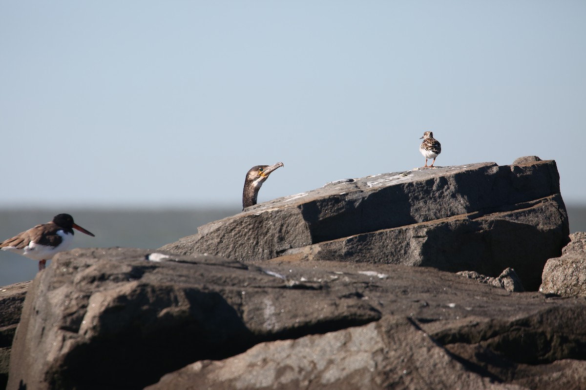Great Cormorant - ML644090652