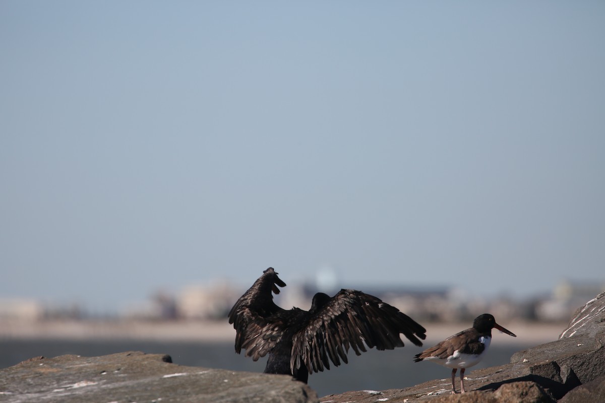 Great Cormorant - ML644090653