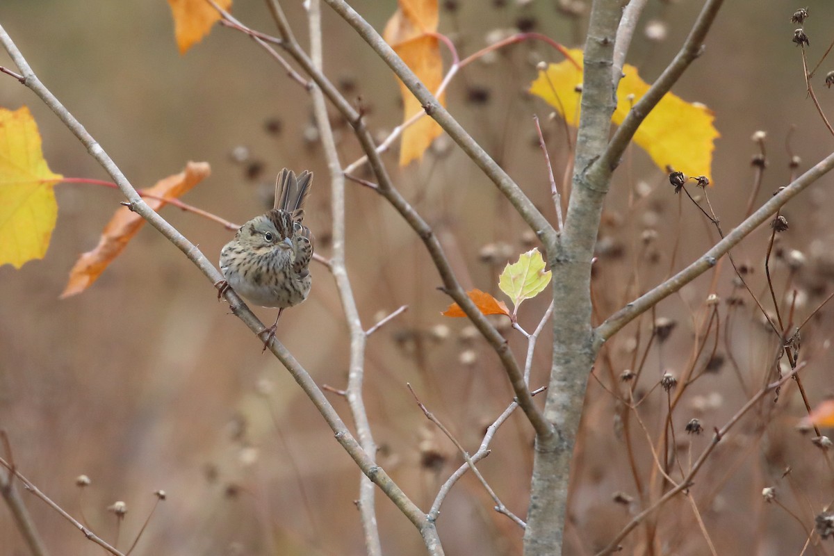 Lincoln's Sparrow - ML644090660