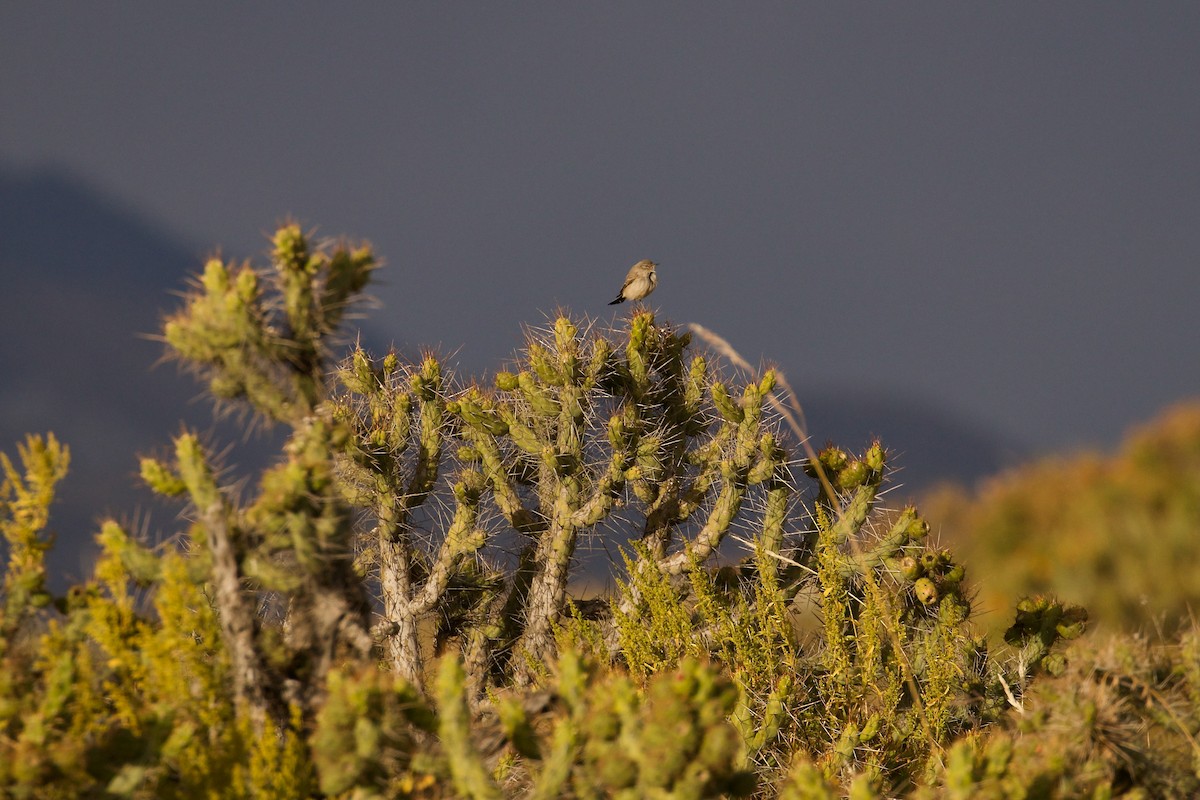 Spot-billed Ground-Tyrant - ML644090661