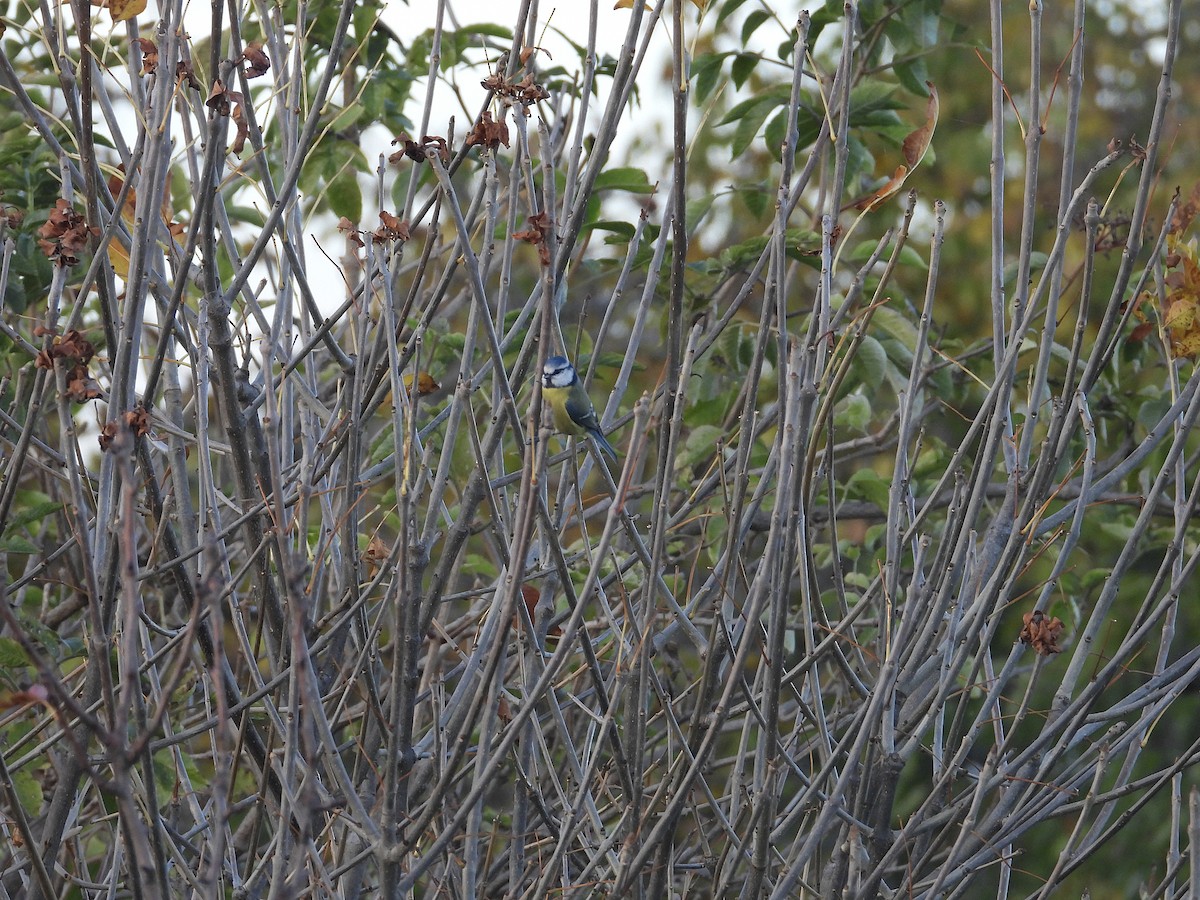 Eurasian Blue Tit - ML644090666