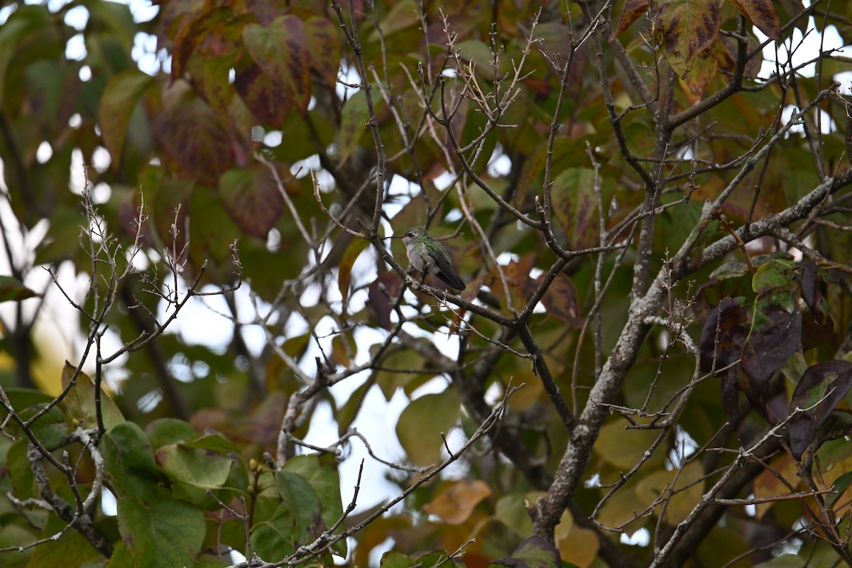 Broad-billed Hummingbird - ML644090667