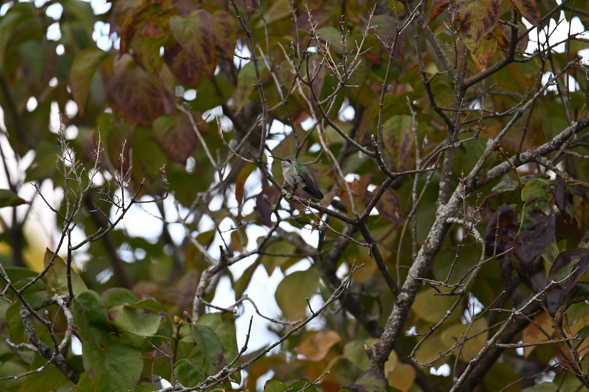 Broad-billed Hummingbird - ML644090670