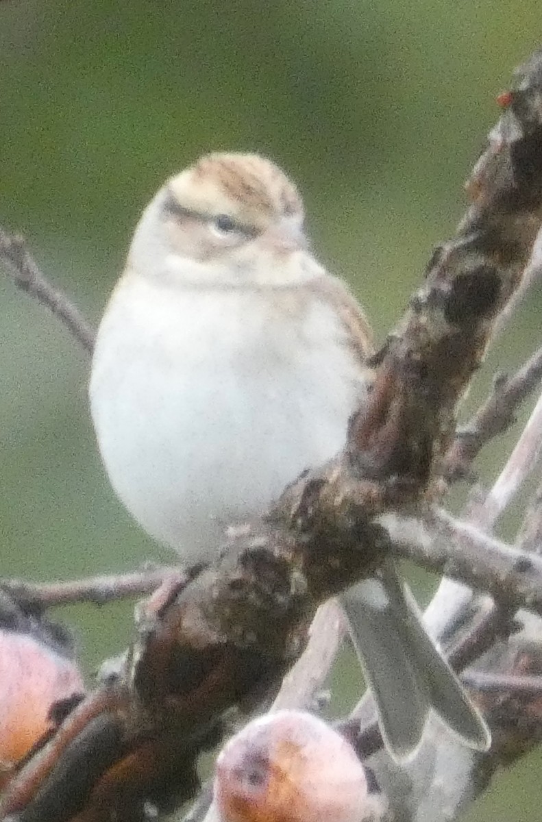 Chipping Sparrow - ML644090674
