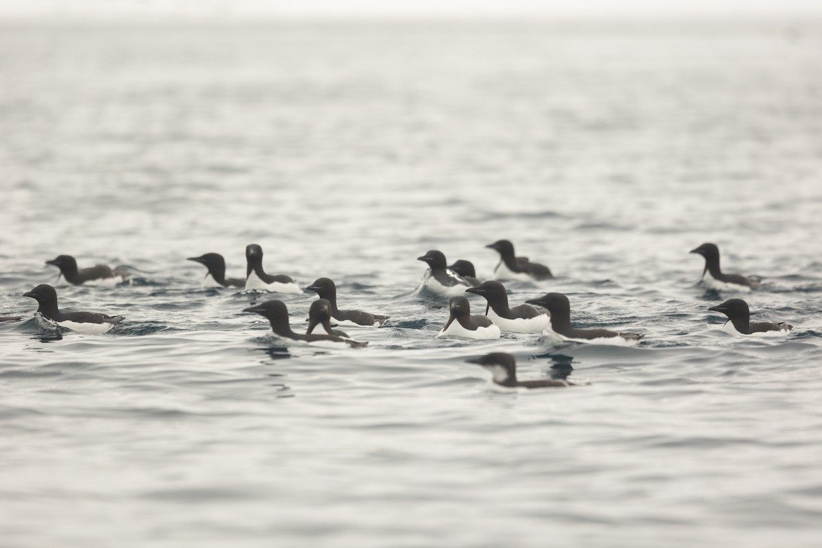 Толстоклювая кайра - ML644090690