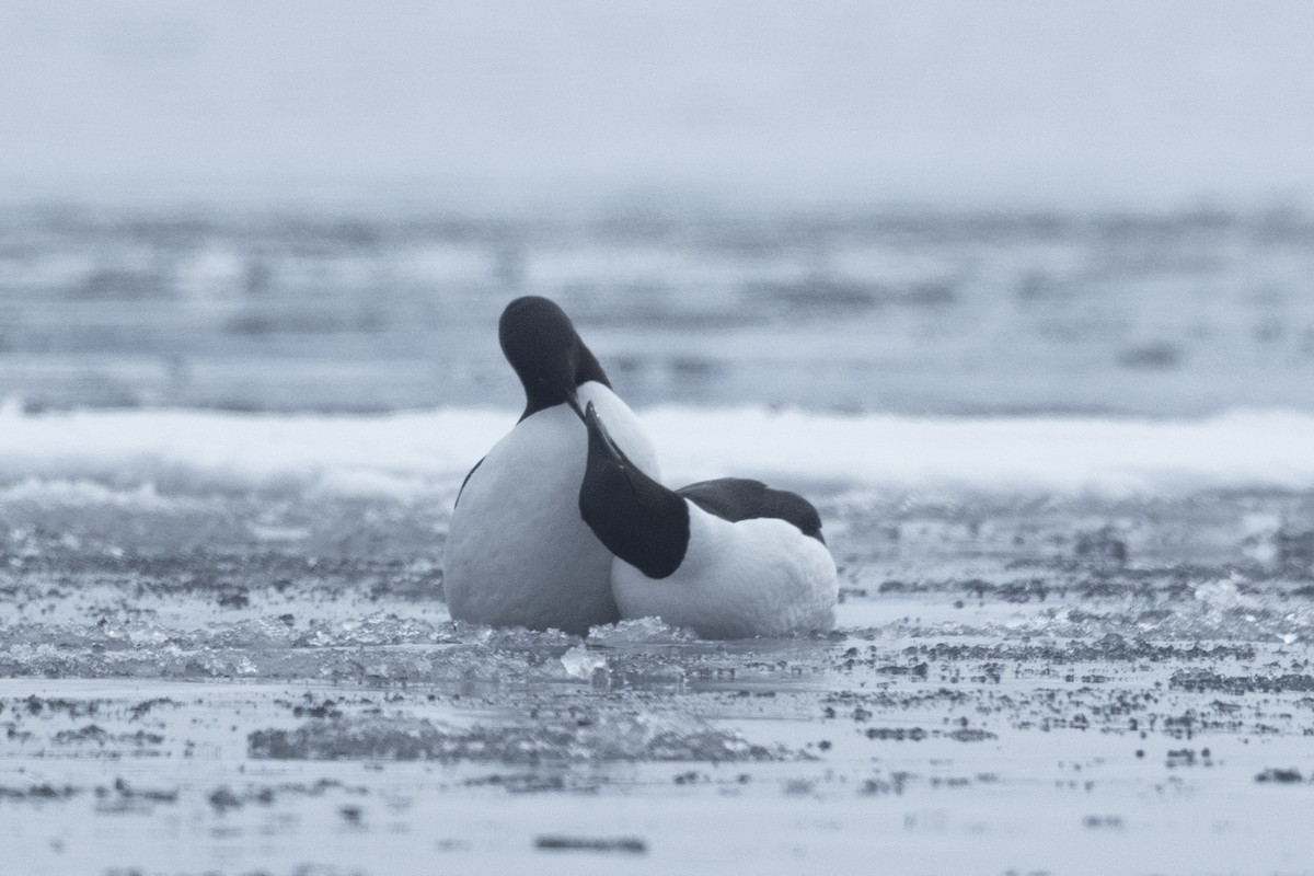 Толстоклювая кайра - ML644090691