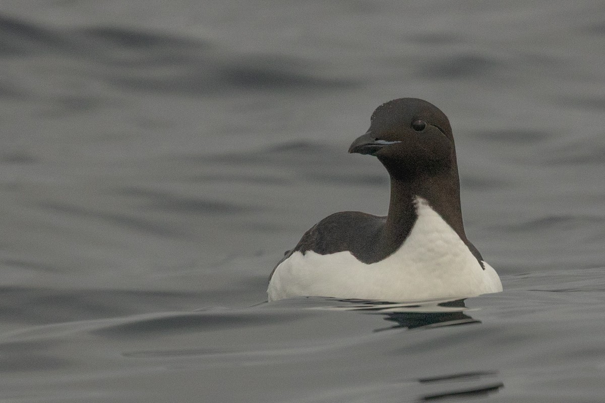 Толстоклювая кайра - ML644090692