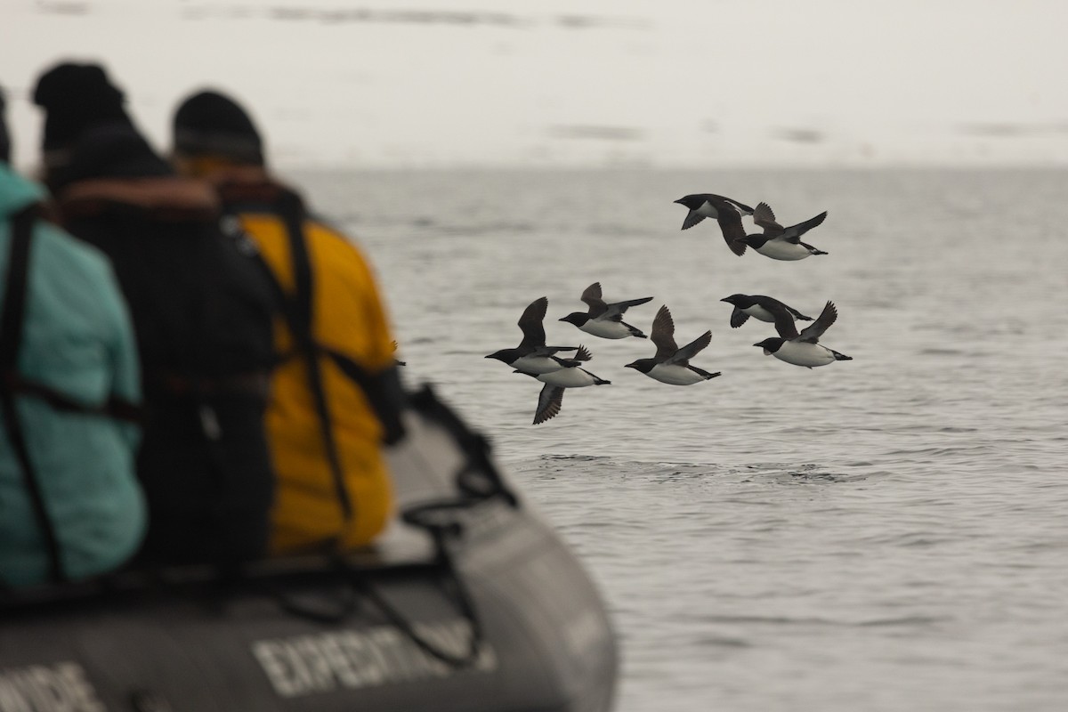 Толстоклювая кайра - ML644090693