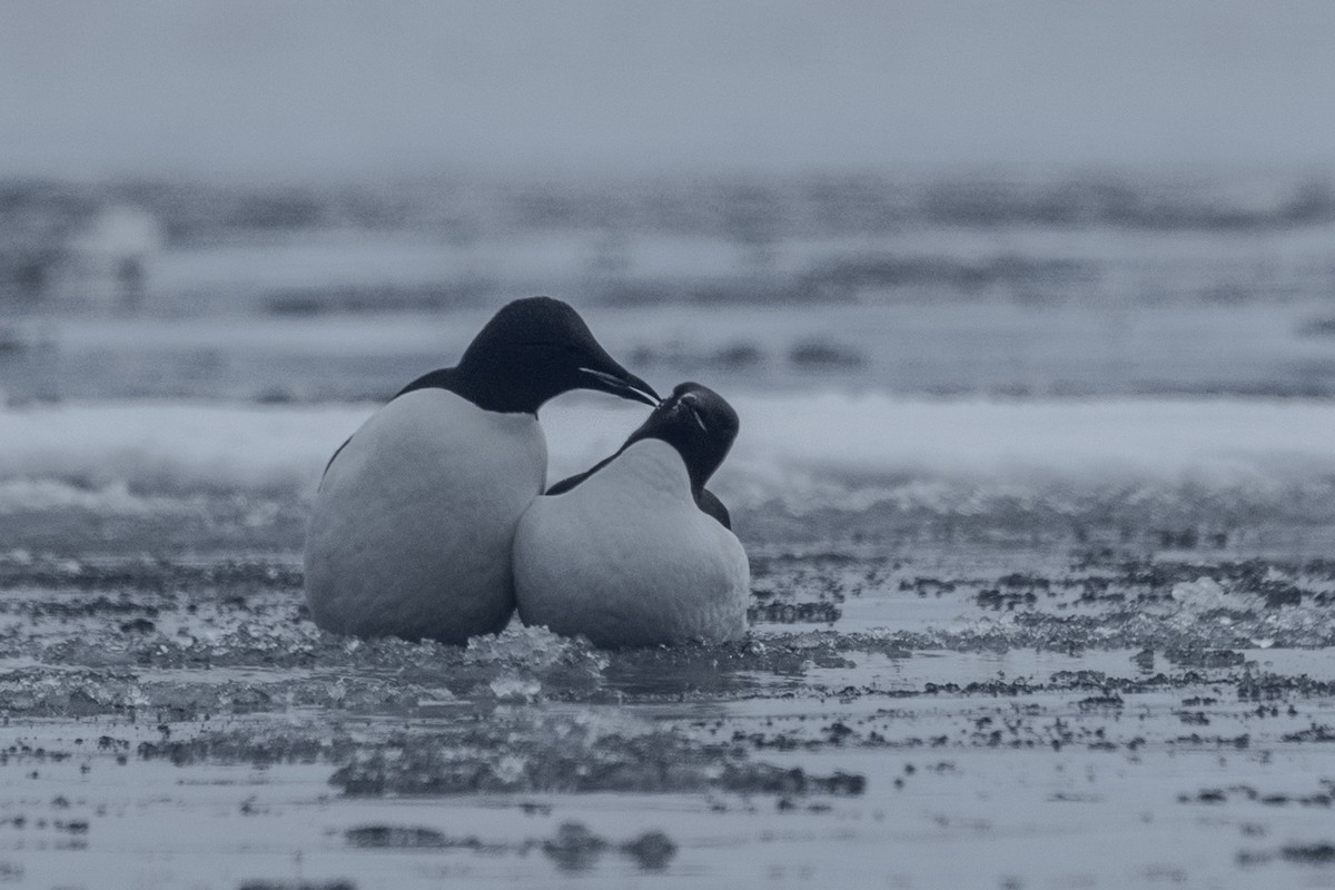 Толстоклювая кайра - ML644090694