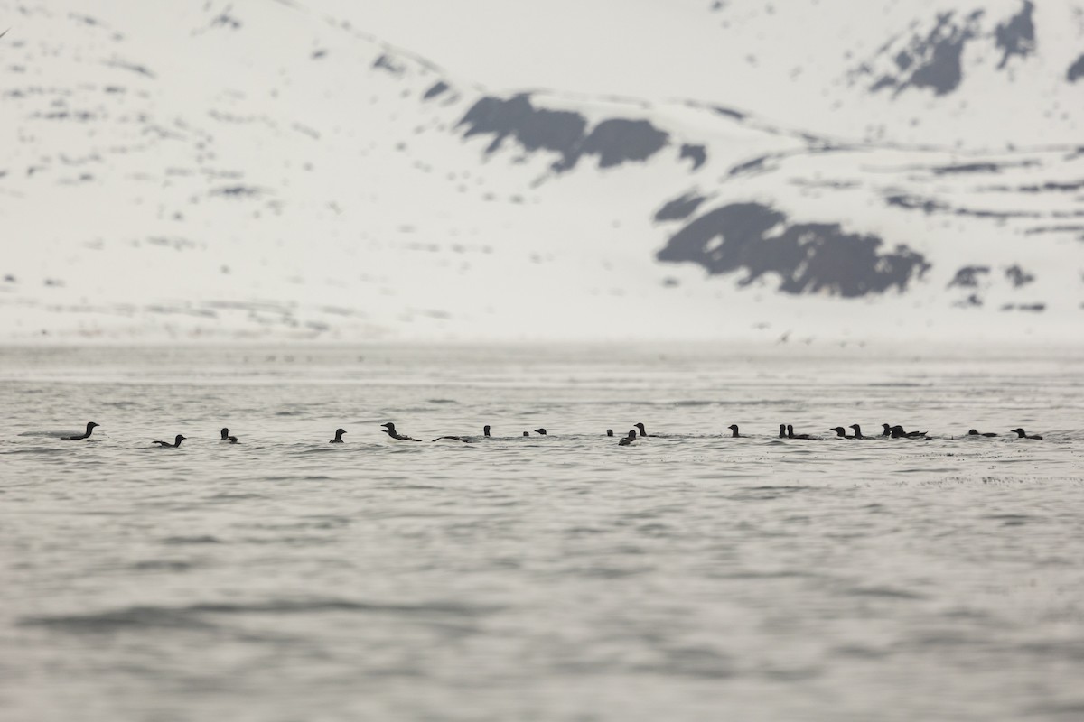 Толстоклювая кайра - ML644090695