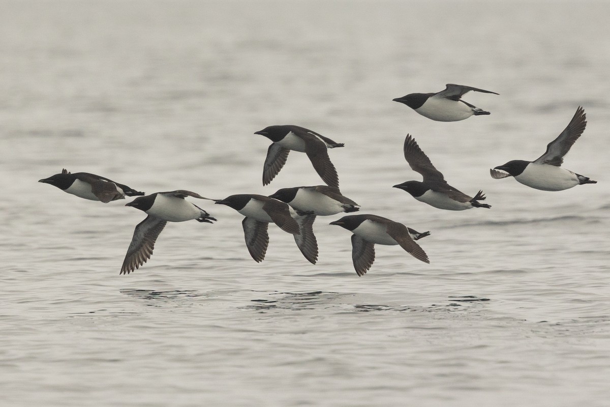 Толстоклювая кайра - ML644090696