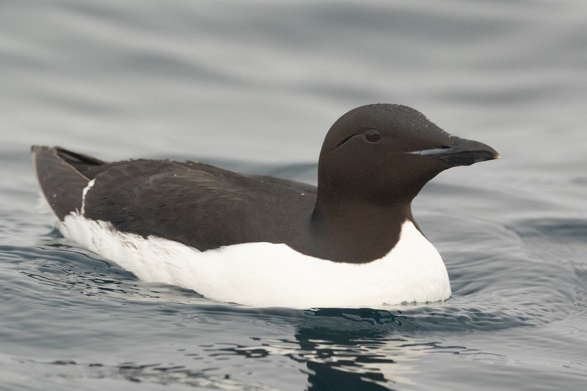 Толстоклювая кайра - ML644090698