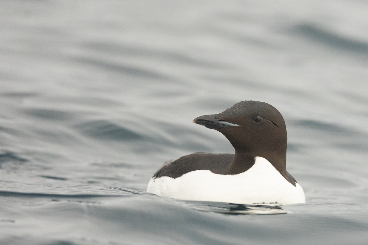 Толстоклювая кайра - ML644090699