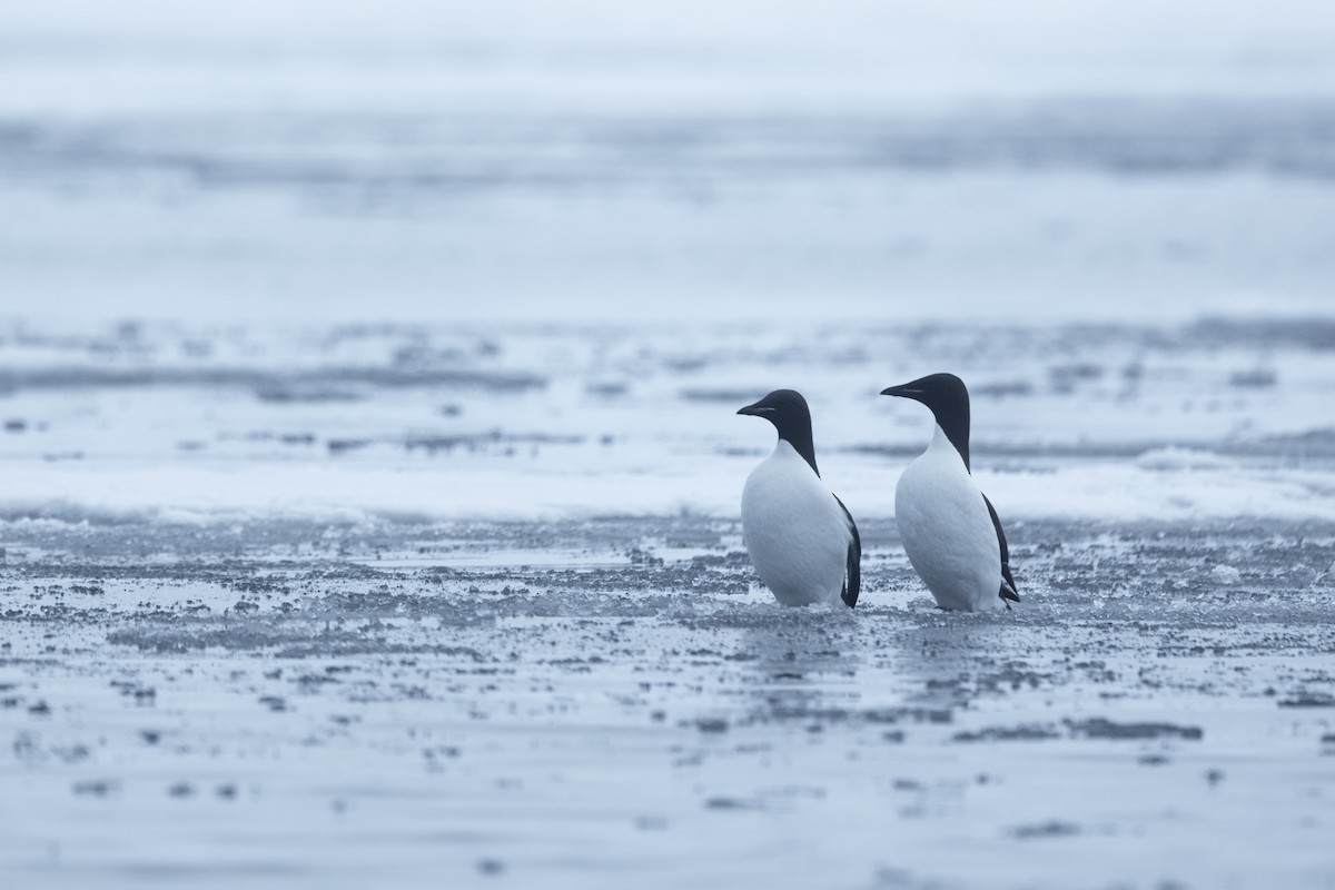 Толстоклювая кайра - ML644090700