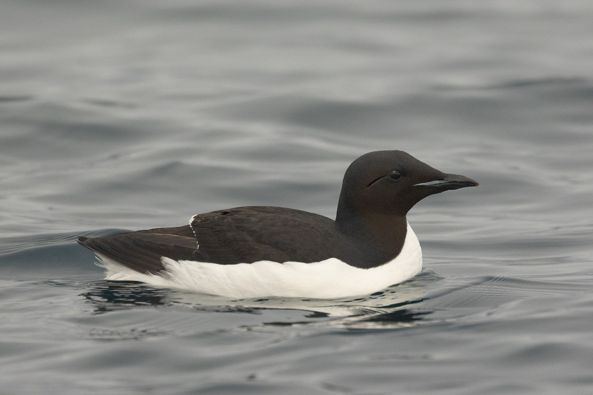 Толстоклювая кайра - ML644090702