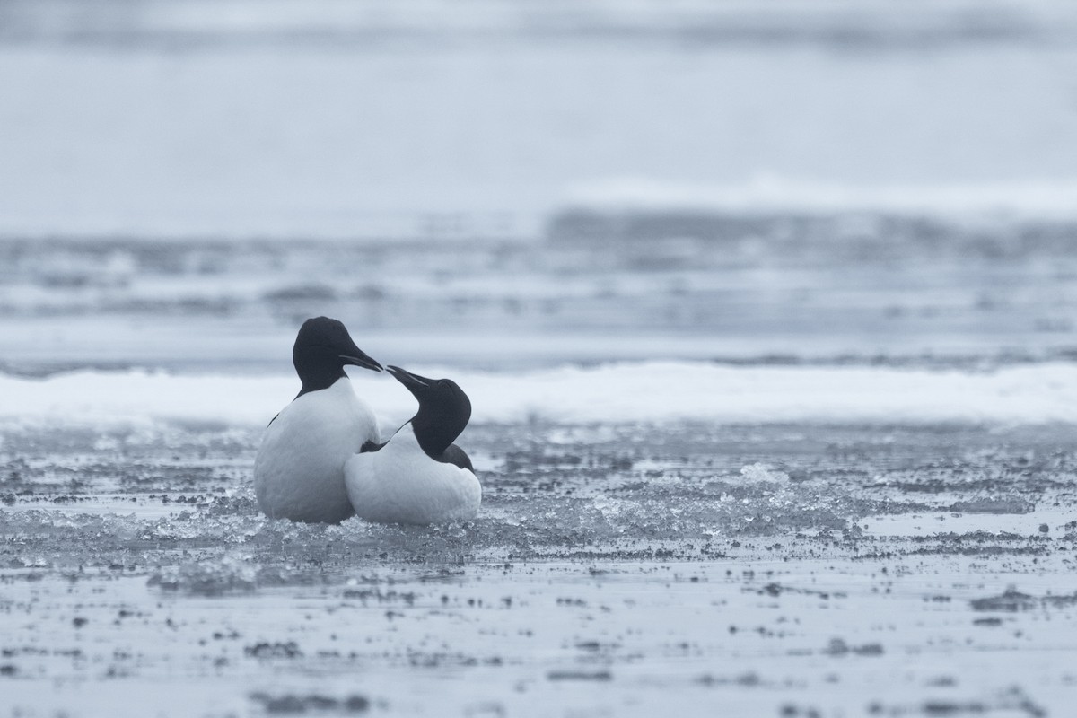 Толстоклювая кайра - ML644090703