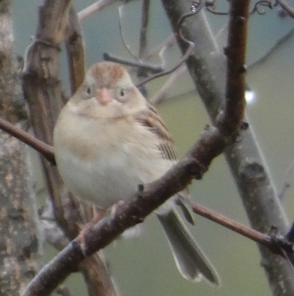 Field Sparrow - ML644090705