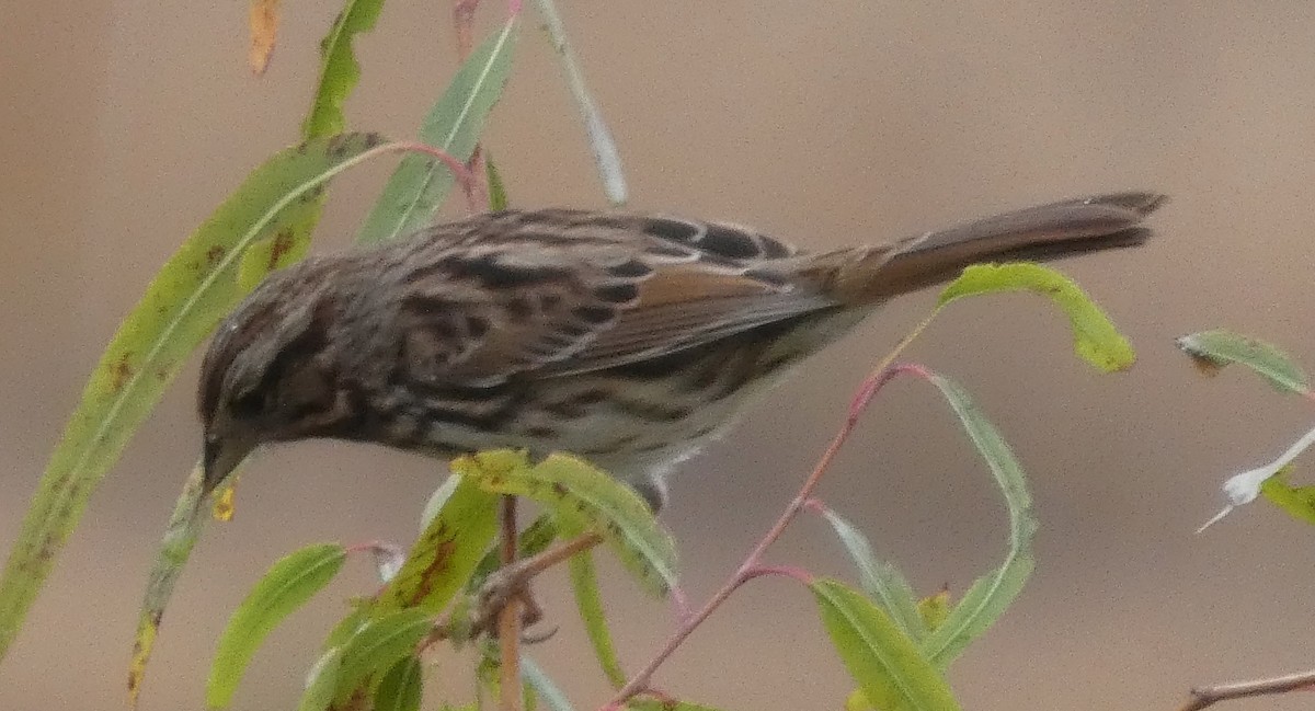 Song Sparrow - ML644090722
