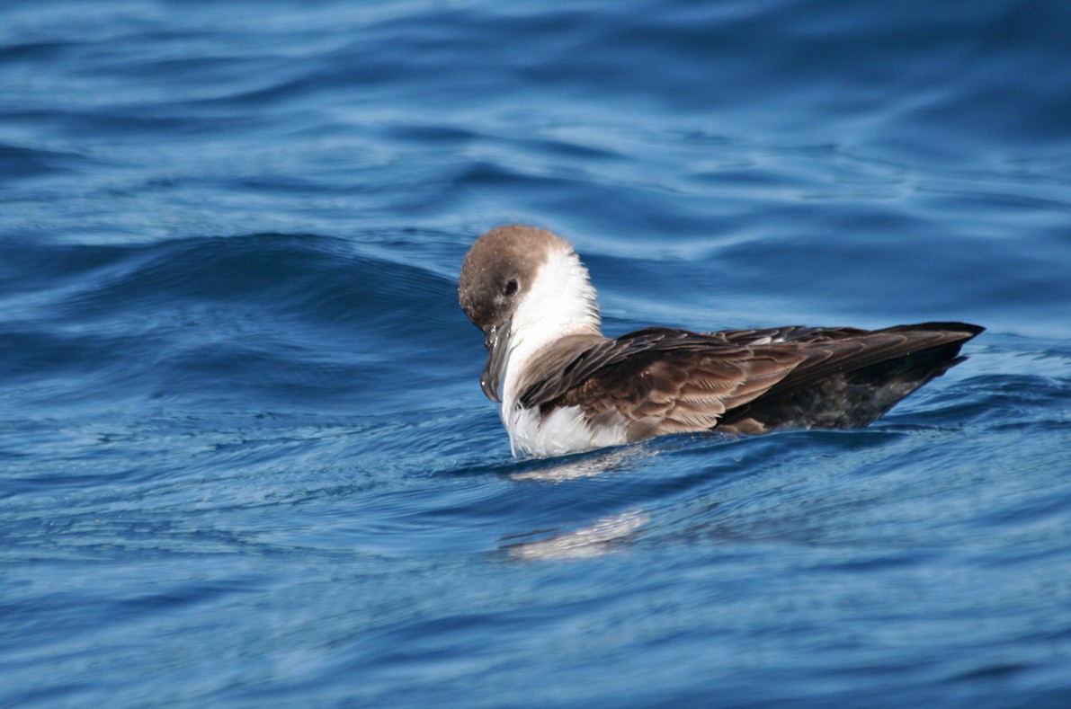 Great Shearwater - ML644090726