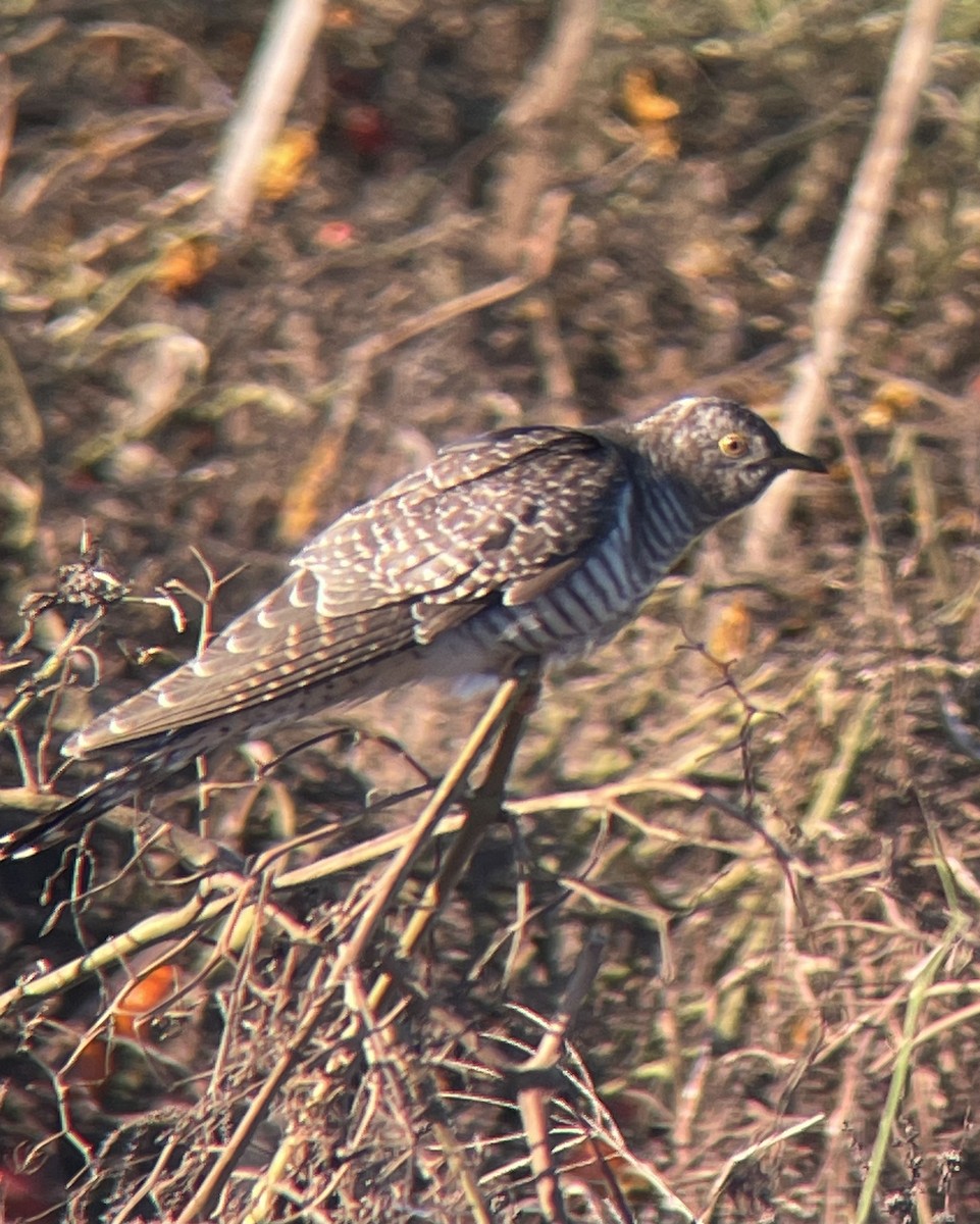 Common Cuckoo - ML644090729