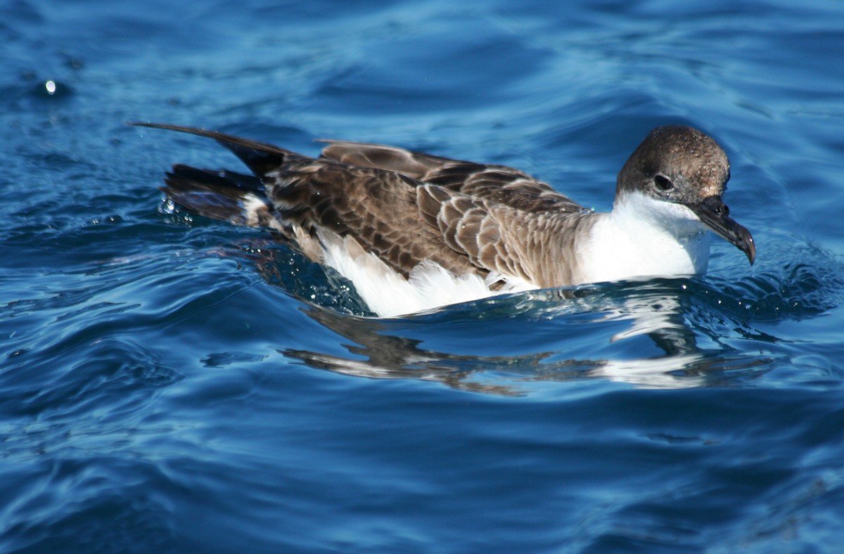 Great Shearwater - ML644090731