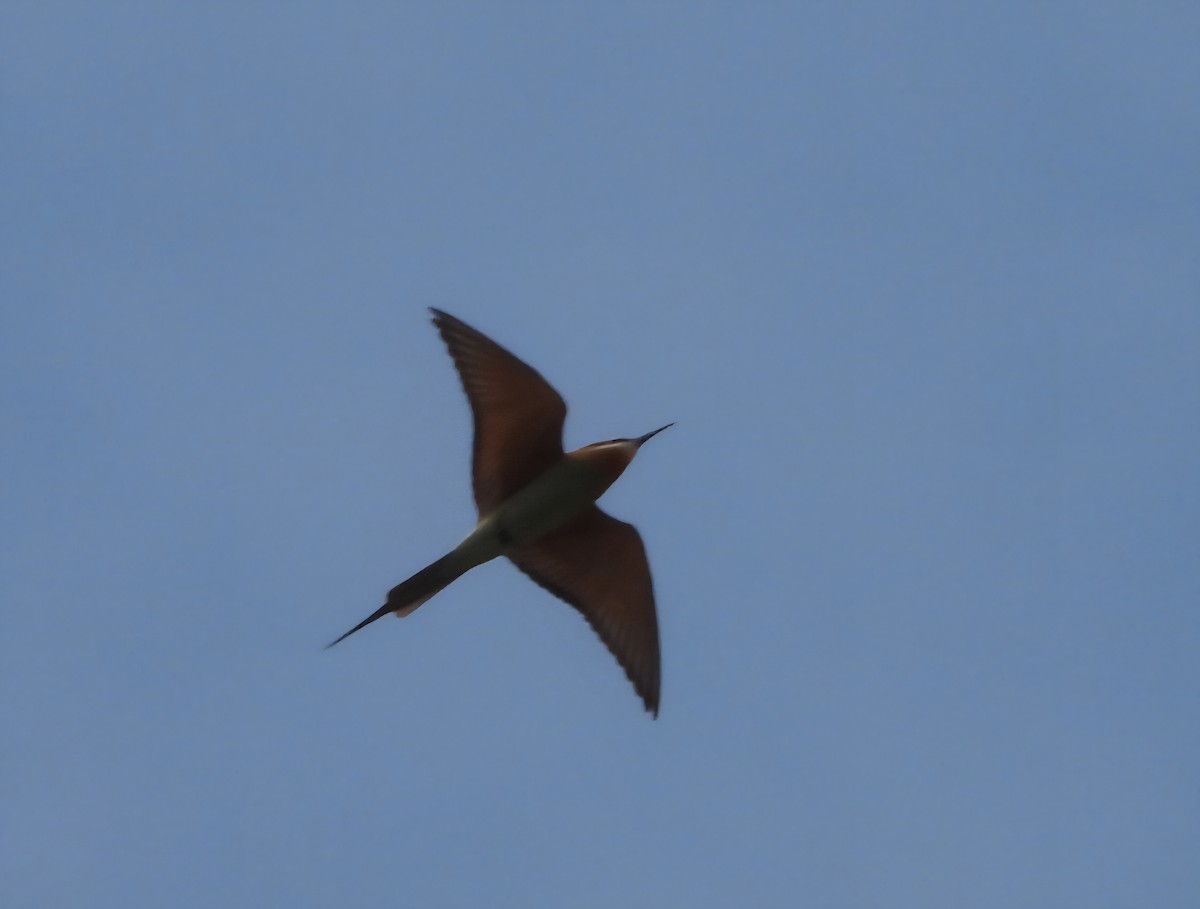 Olive Bee-eater - ML644090747