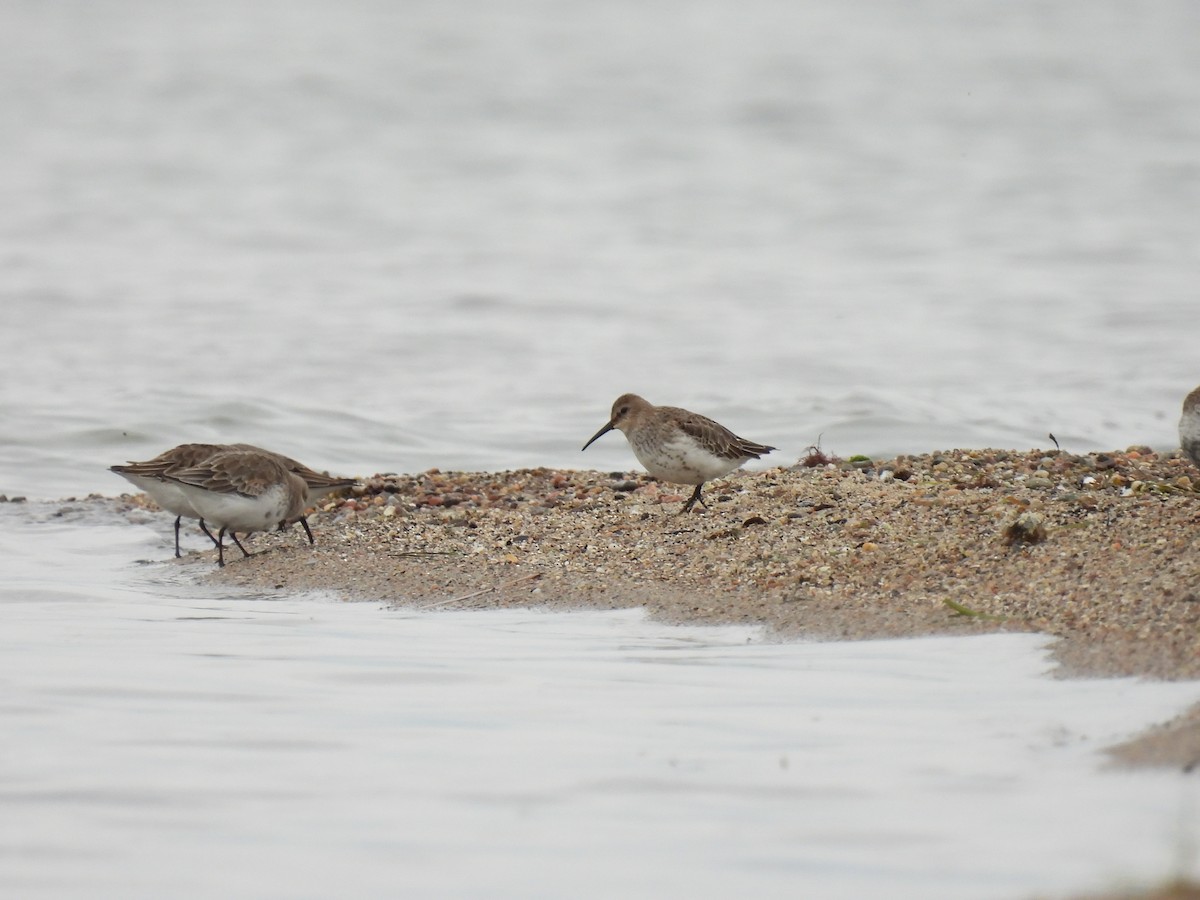 Dunlin - ML644090748