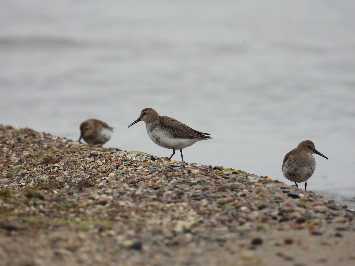 Dunlin - ML644090750