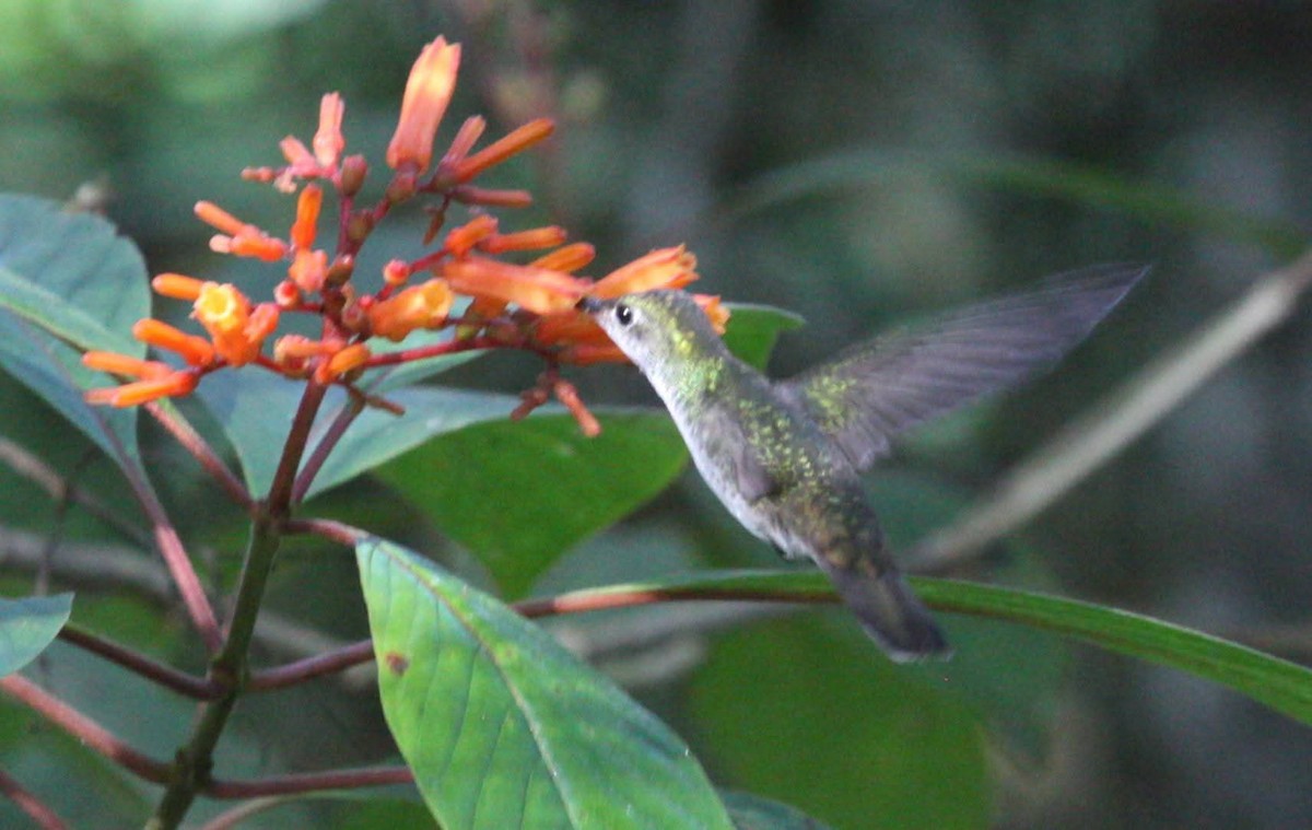 White-bellied Emerald - ML644090757