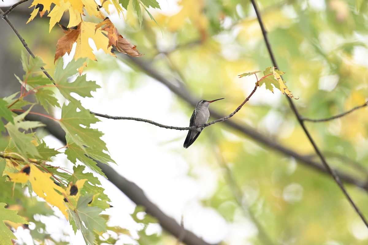 Broad-billed Hummingbird - ML644090766