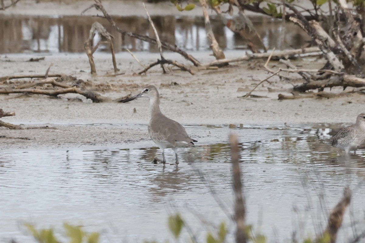 Willet - ML644090769