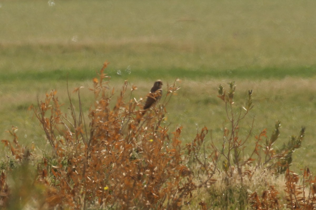 Eurasian Kestrel - ML644090773