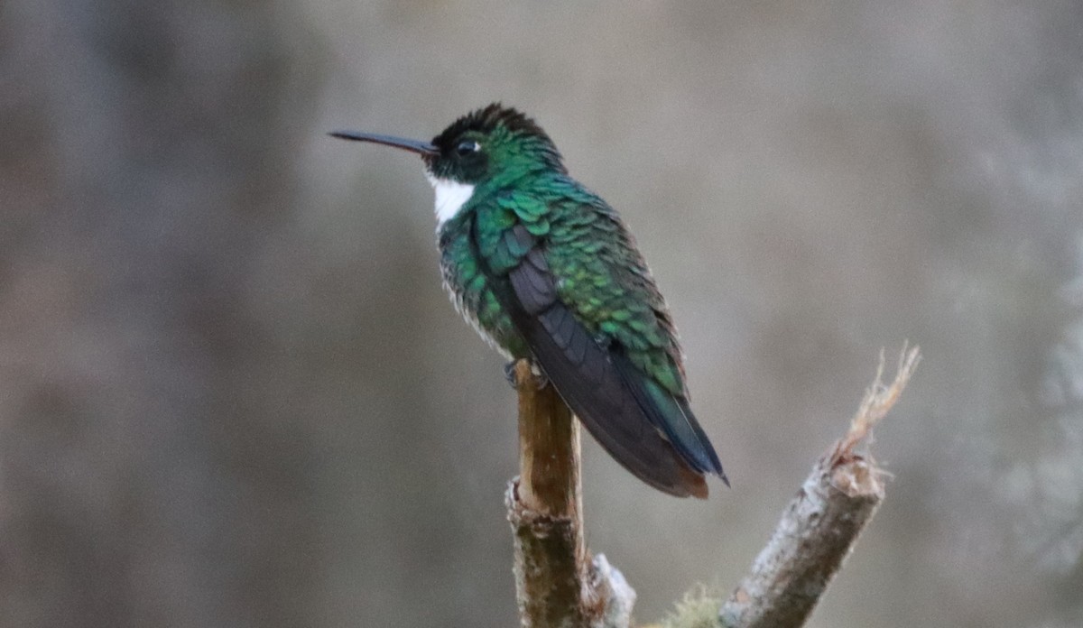 White-throated Hummingbird - ML644090774