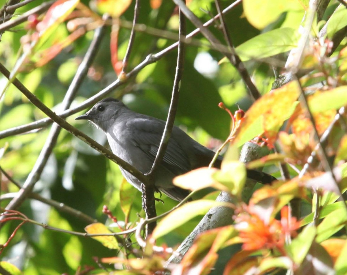 Gray Catbird - ML644090775