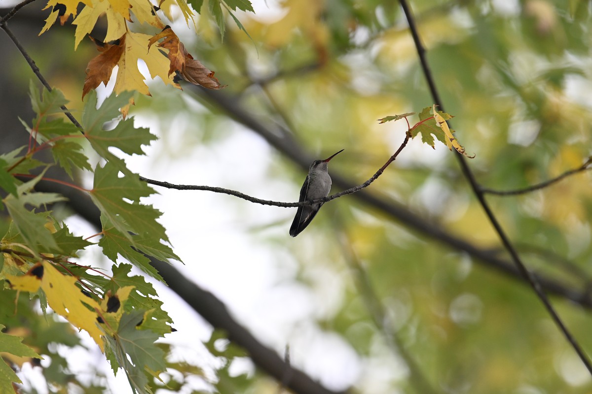 Broad-billed Hummingbird - ML644090776