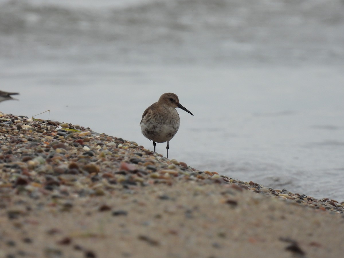 Dunlin - ML644090777