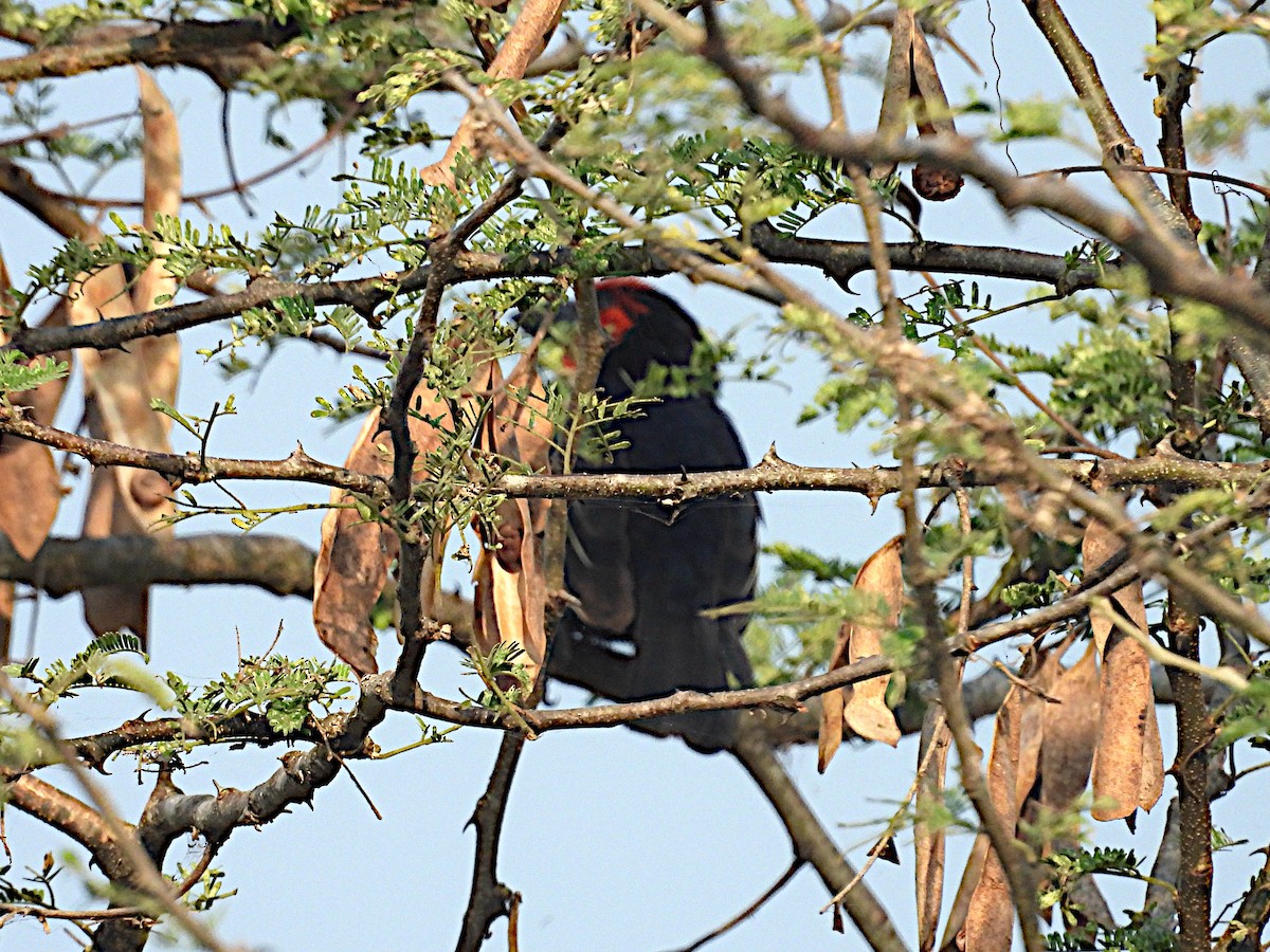 Black-billed Barbet - ML644090783