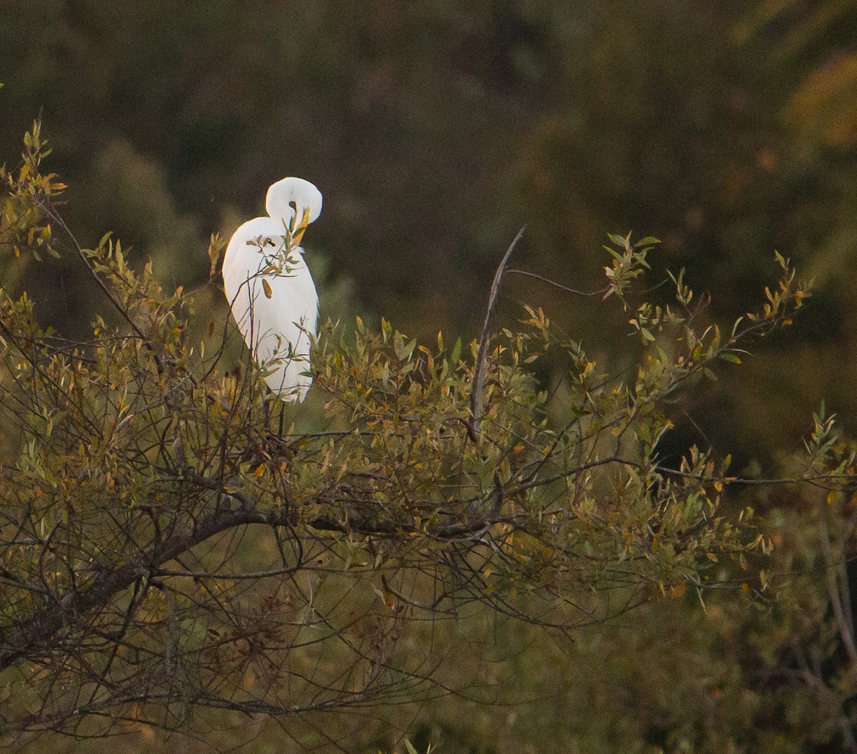 Great Egret - ML644090784