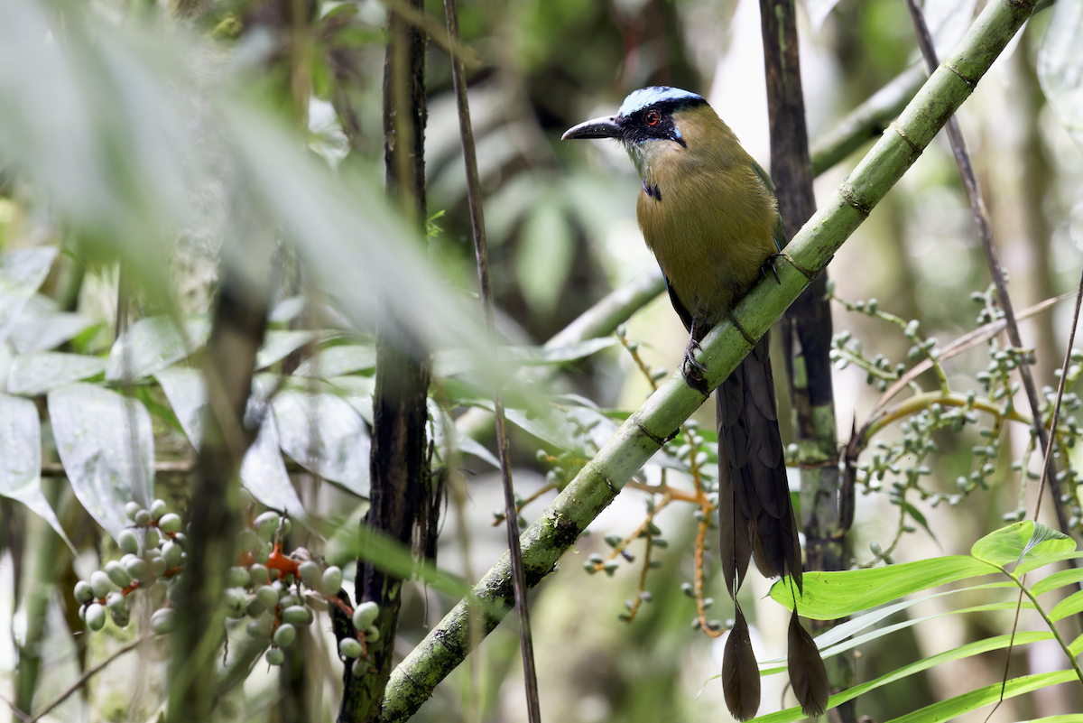 Andean Motmot - ML644090785
