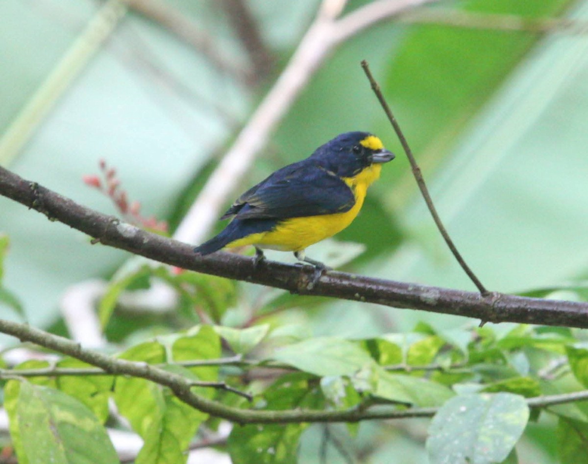 Yellow-throated Euphonia - ML644090786