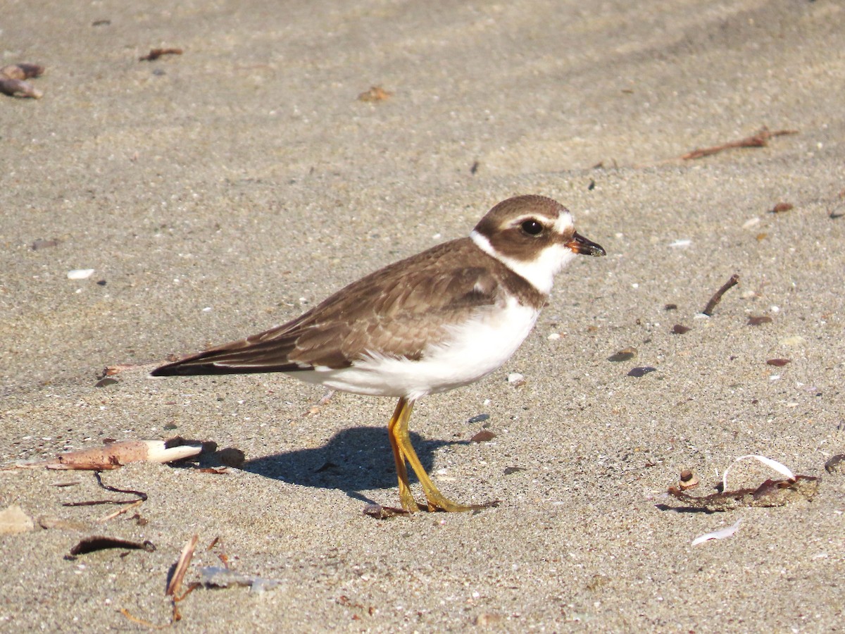 Semipalmated Plover - ML644090787