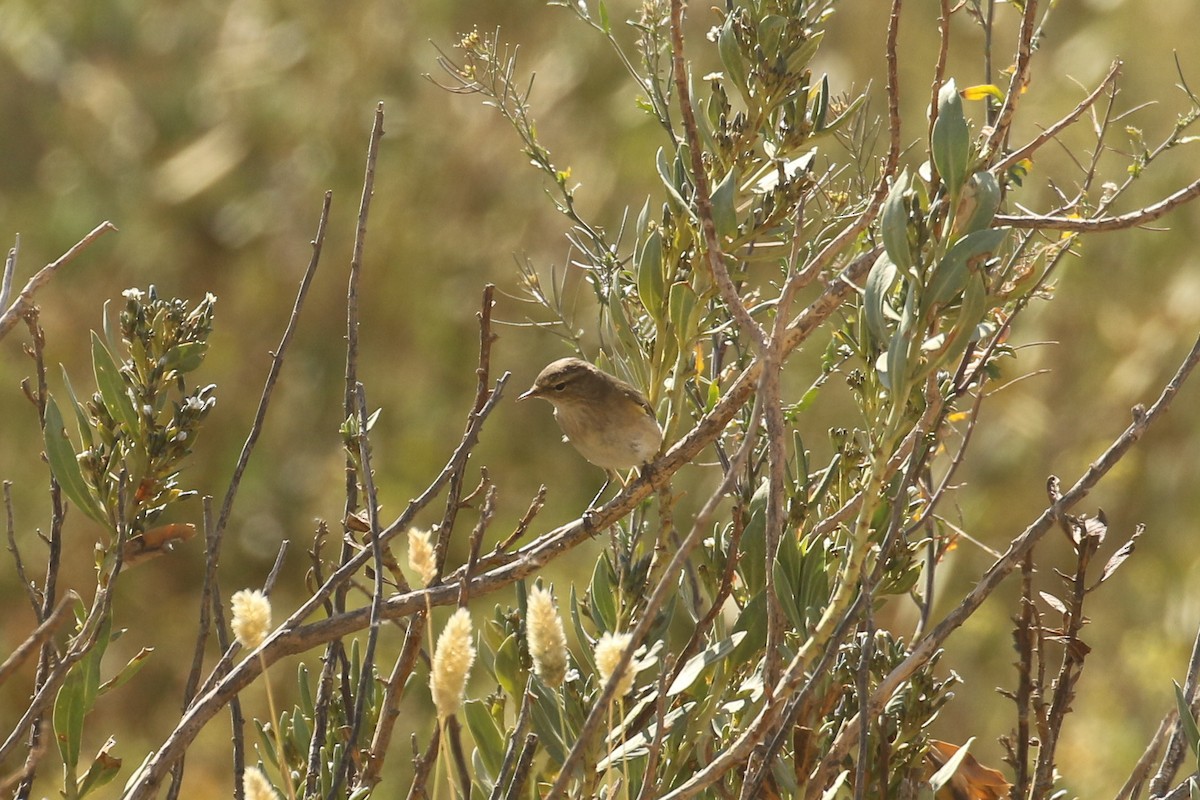 Common Chiffchaff - ML644090789