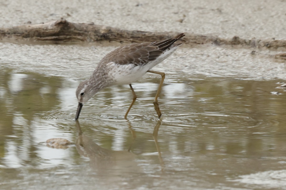 Stilt Sandpiper - ML644090790