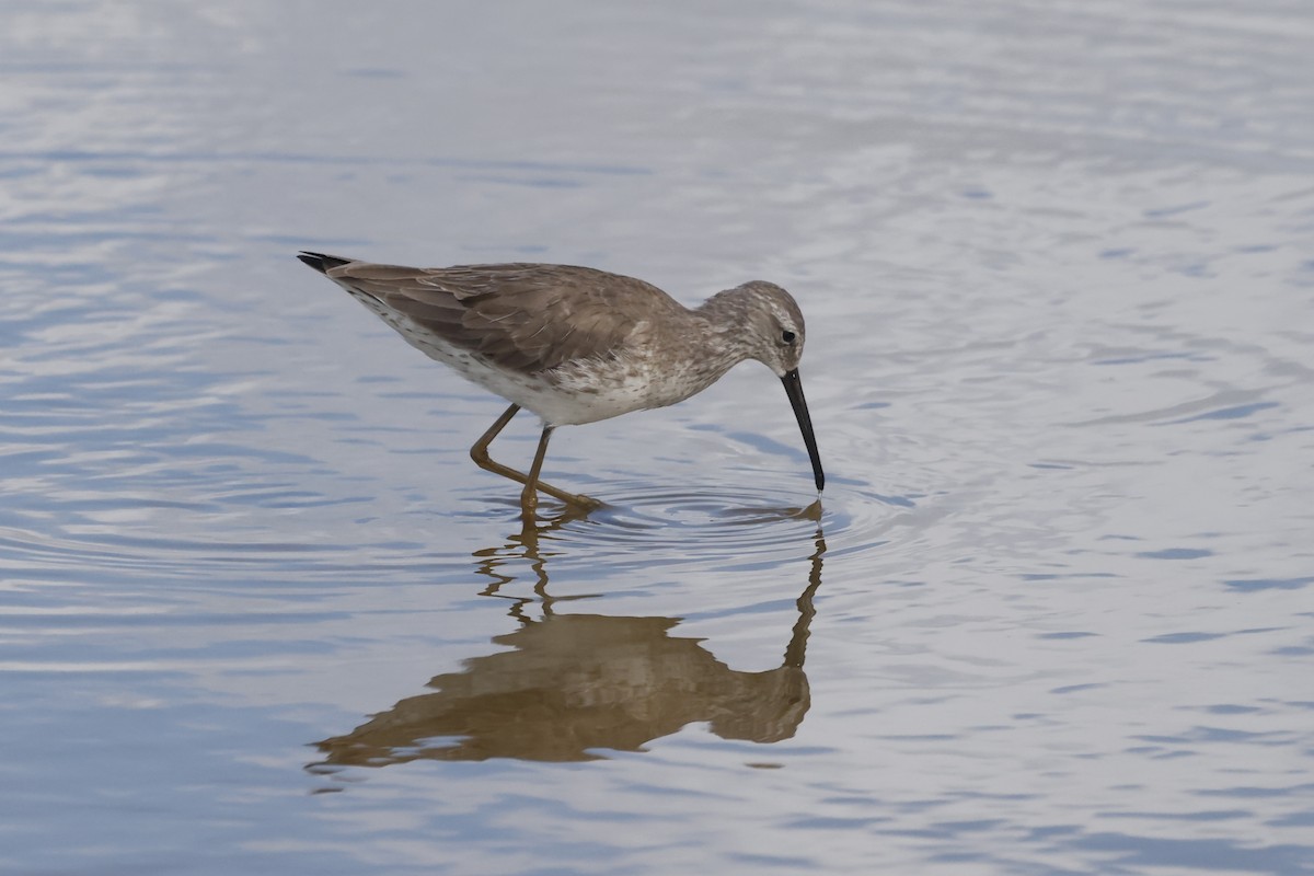 Stilt Sandpiper - ML644090791