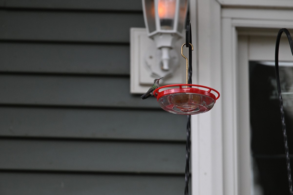 Broad-billed Hummingbird - ML644090792