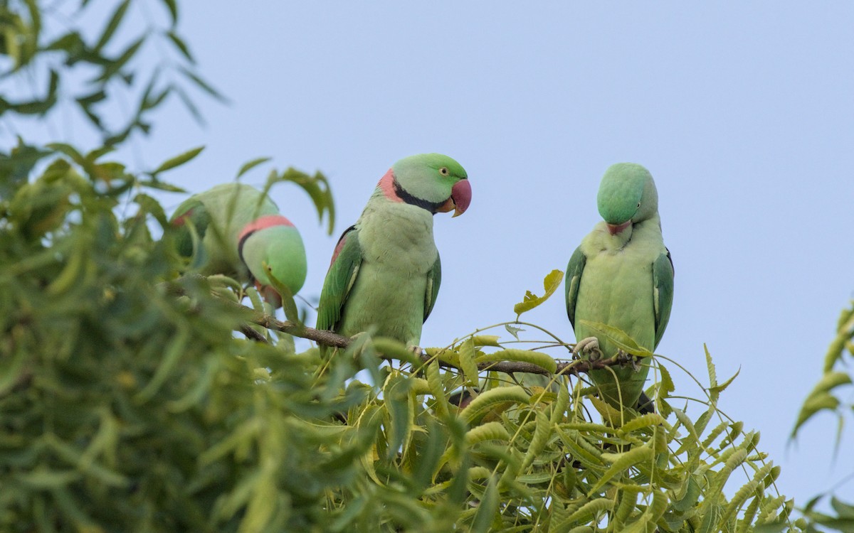 Alexandrine Parakeet - ML644090793
